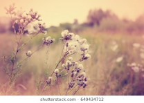 field-flower-grass-vintage-color-260nw-649434712