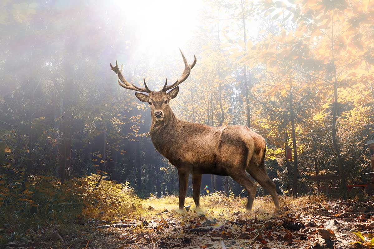 Trend24 - Behang - Hert In Het Bos - Vliesbehang - Fotobehang Dieren Behang Woonkamer Incl Behanglijm
