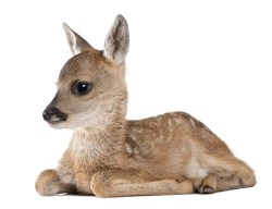 Muursticker-Bambi_34301035