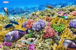 Onderwaterwereld_266119430