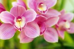 Orchideeen_139649393