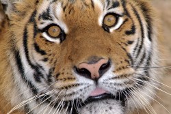 Tijger_516986104