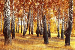 behang-bomen
