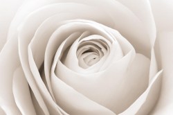 fotobehang-la-maison---rose