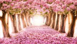 natuur_149727242