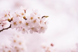 natuur_174647849