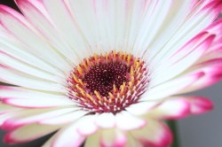 natuur_442601413