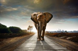 olifant_lr
