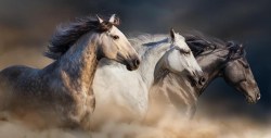 paarden-2_3986580407
