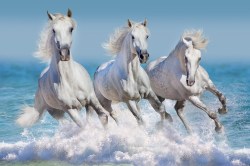 paarden1_362467604