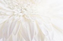 witte-bloem_98668190