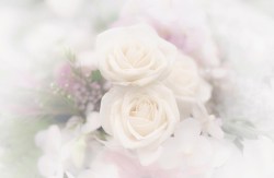 zachte_roosjes_156499206